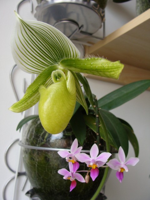 paph clair de lune.JPG