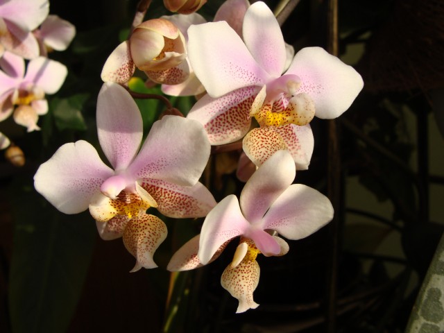 schilleriana x stuartiana.JPG