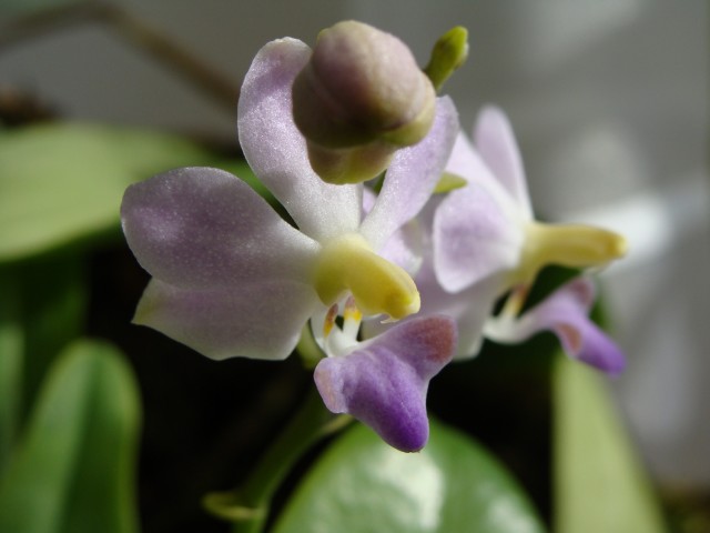 purple martin x doritis pulcherrima.JPG