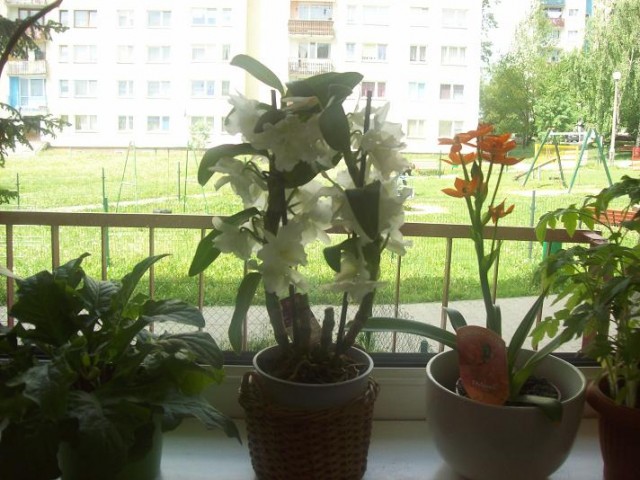 100_3456.JPG